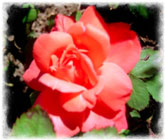 Rose aus dem Rosengarten